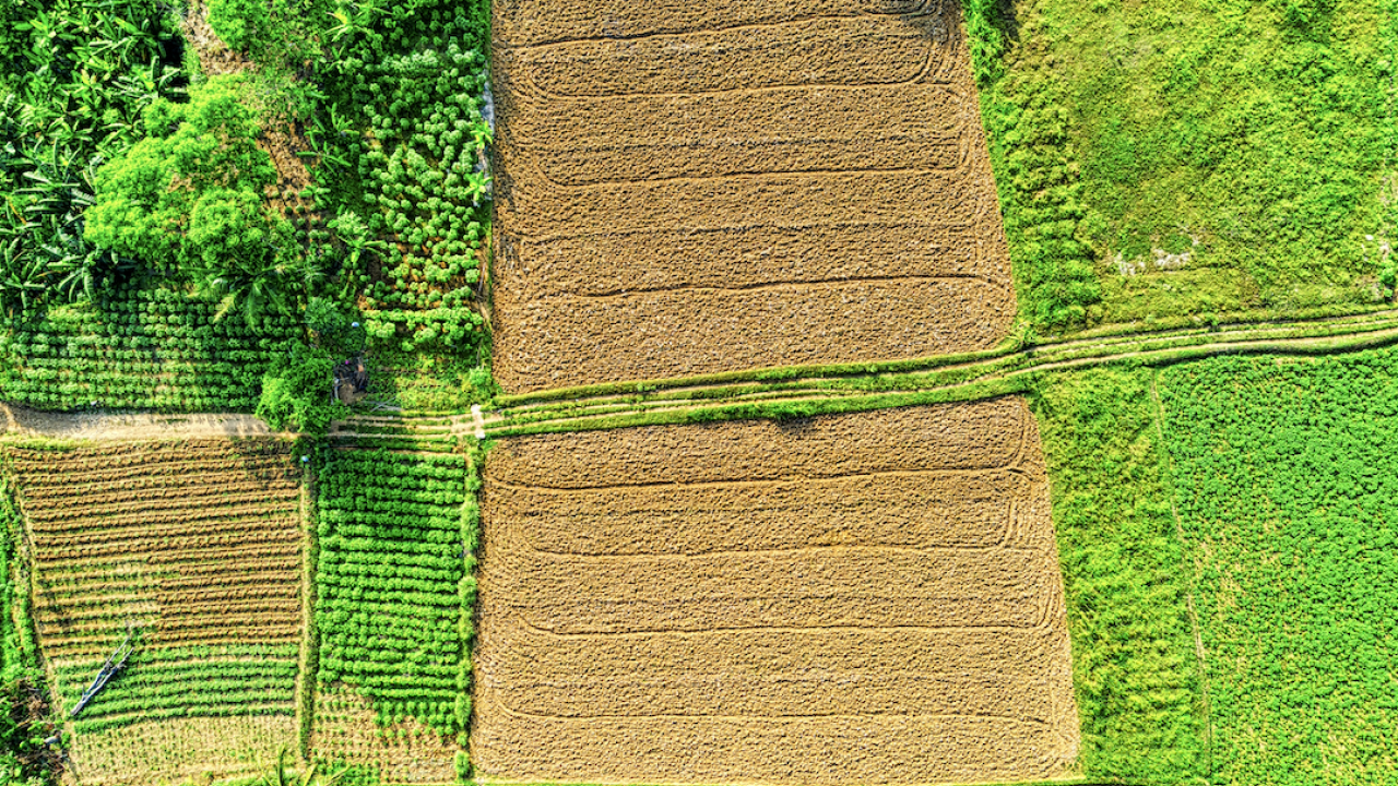 Aerial view of rectangular brown and green crop fields with surrounding trees